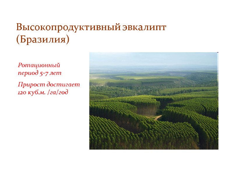 Высокопродуктивный эвкалипт (Бразилия) Ротационный период 5-7 лет Прирост достигает 120 куб.м. /га/год